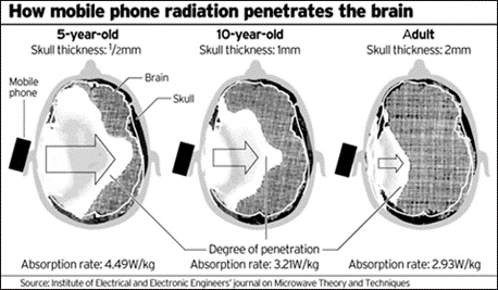 Mobile Phone Radiation Penetration and Brain